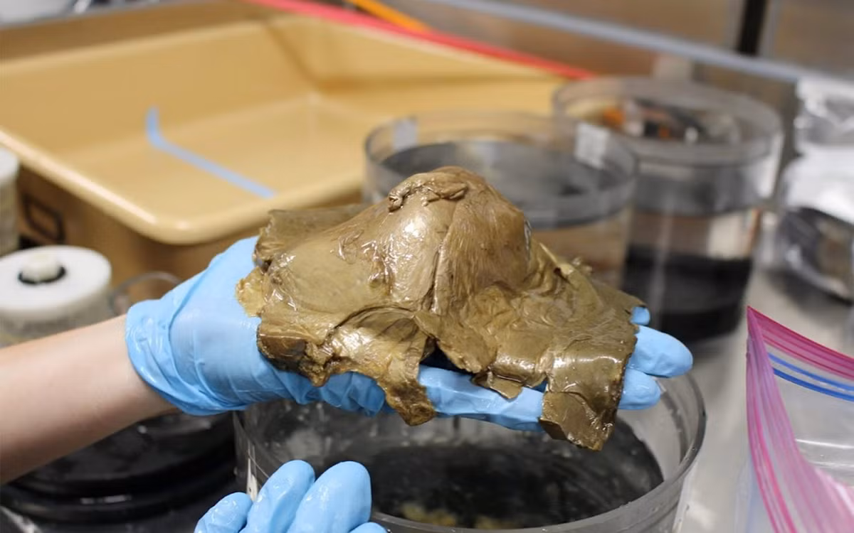 Nó "dính chặt" vào một tảng đá bằng bọt biển màu trắng, có đường kính khoảng 10 cm với một lỗ ở một bên. Hiện các nhà nghiên cứu chưa rõ quả cầu bí ẩn đó là gì. Những dự đoán ban đầu cho biết, đây có thể là vỏ trứng của một loài bí ẩn, bọt biển chết hoặc san hô.