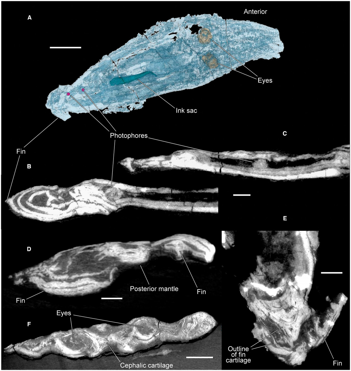 Tuy nhiên, những sinh vật cổ đại này thường ăn thức ăn đã chết và có khả năng bắt được mồi sống bằng những cánh tay linh hoạt.