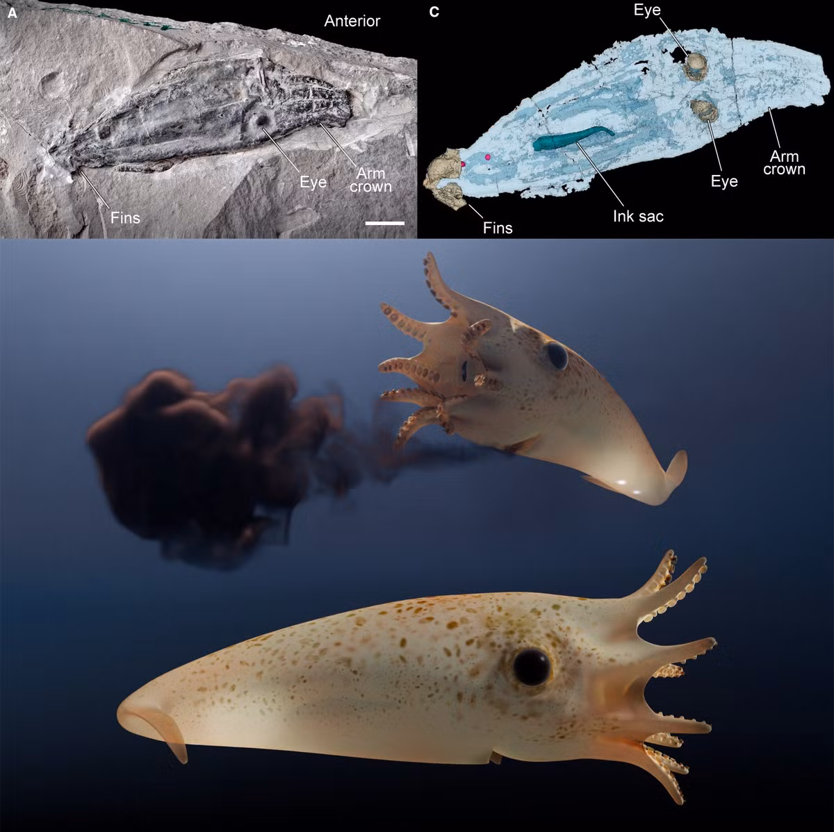 Sinh vật này có chiều dài 3.2 inch (8 cm), với thân hình giống viên đạn, được trang bị những cơ quan sáng rực và có tám cánh tay giống như chiếc ống chứa mực của mực ma cà rồng hiện đại.