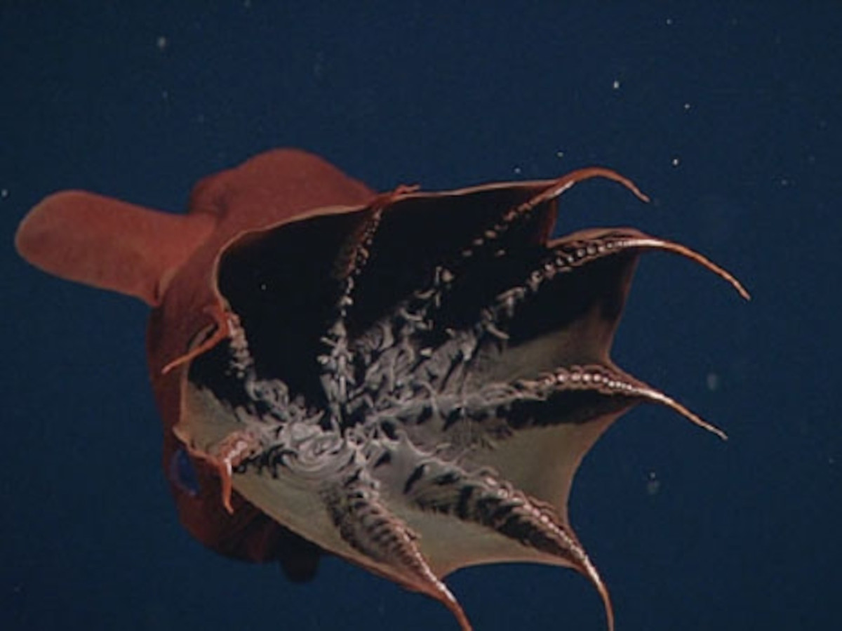 Hơn nữa, túi mực giúp chúng có thể trốn vào bóng tối nếu bị các kẻ săn mồi phát hiện.