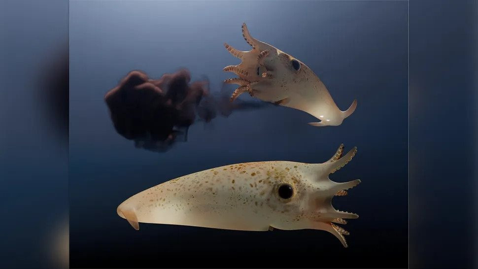 Mực ma cà rồng cổ điển sử dụng cơ quan phát sáng để truyền thông tin bằng cách tỏa ra các tín hiệu sáng trong lòng đại dương sâu thẳm và cũng có khả năng bắt chước ánh sáng tự nhiên từ mặt nước để tránh kẻ săn mồi.