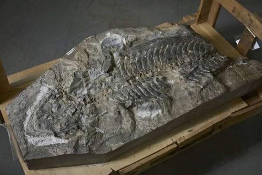 Các chuyên gia đã sử dụng tia X có độ phân giải cao cùng với mô hình máy tính để quan sát cấu trúc bên trong các mẫu mà không làm hại đến lớp vỏ bên ngoài.