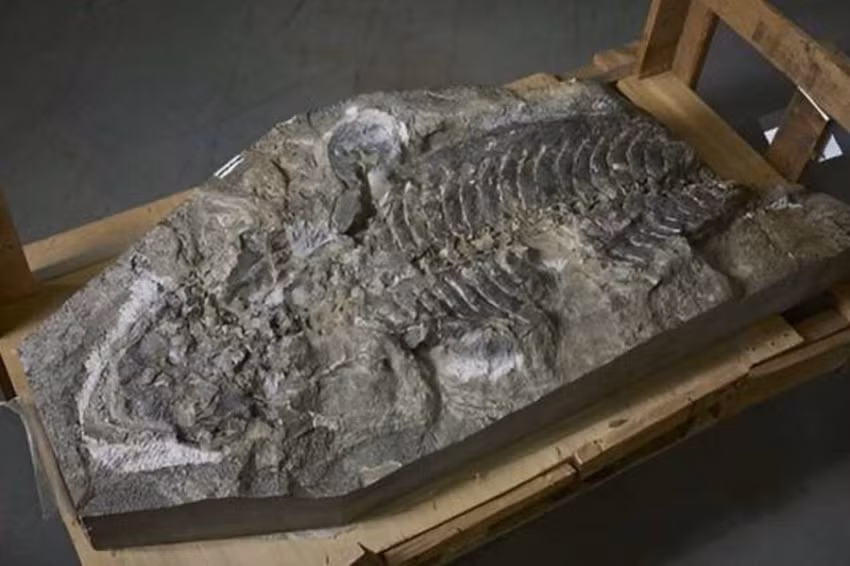 Các chuyên gia đã sử dụng tia X có độ phân giải cao cùng với mô hình máy tính để quan sát cấu trúc bên trong các mẫu mà không làm hại đến lớp vỏ bên ngoài.