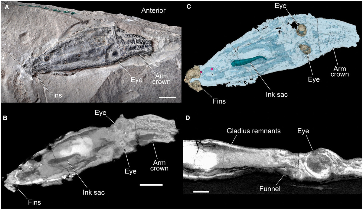 Khám phá mới này đã giúp chúng ta hiểu rõ hơn về quá trình tiến hóa của tất cả các loài mực, bao gồm bạch tuộc, mực ống và mực nang. Trong khi hàng trăm loài mực hiện nay sống trong đại dương, việc hiểu về lịch sử tiến hóa của chúng gặp khó khăn do sự hiếm có của việc bảo quản cơ thể mềm trong hóa thạch.