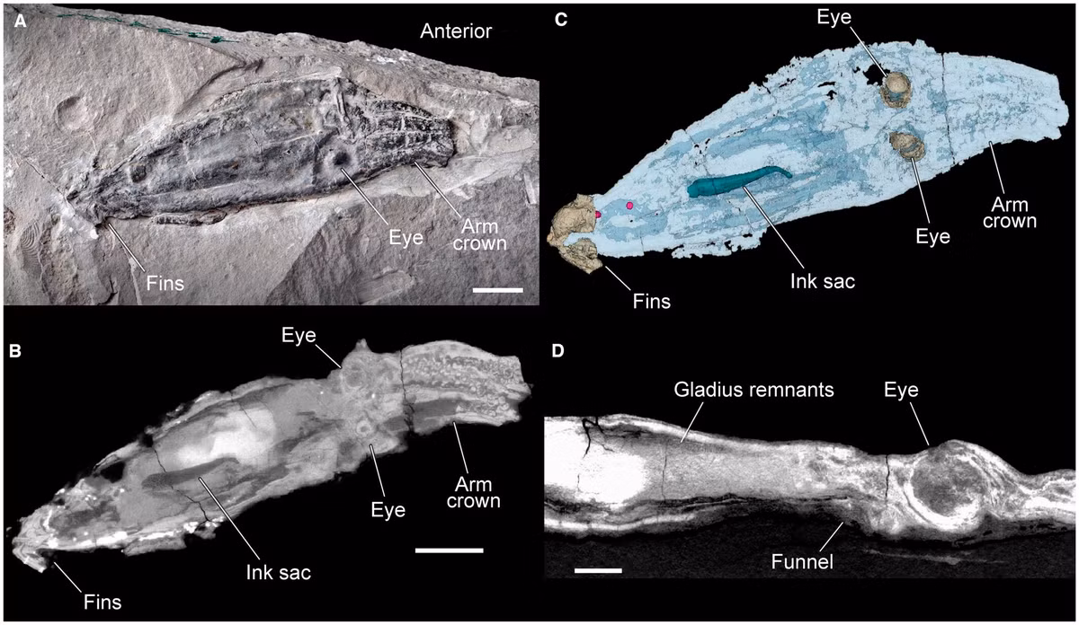 Khám phá mới này đã giúp chúng ta hiểu rõ hơn về quá trình tiến hóa của tất cả các loài mực, bao gồm bạch tuộc, mực ống và mực nang. Trong khi hàng trăm loài mực hiện nay sống trong đại dương, việc hiểu về lịch sử tiến hóa của chúng gặp khó khăn do sự hiếm có của việc bảo quản cơ thể mềm trong hóa thạch.