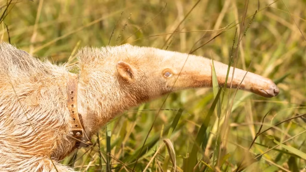 Mới đây, AHP đã đăng những hình ảnh mới của Alvin trên Facebook . Con thú ăn kiến màu trắng hiện dài 1,5 mét và nặng 14 kg, điều này cho thấy nó đã hơn 1 tuổi và không còn lâu nữa sẽ trưởng thành hoàn toàn. Alvin cũng được tặng chiếc áo định vị GPS thứ hai sau khi lớn hơn.
