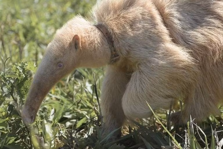 Thú ăn kiến cố gắng dành những giờ nóng nhất trong ngày trong bóng râm vì các loài động vật có vú sống trên cạn không thích hợp để đối phó với nhiệt độ cực cao. Nhưng nạn phá rừng đã cướp đi hệ sinh thái rất cần thiết này của thú ăn kiến, điều này gây ra một vấn đề đặc biệt nghiêm trọng với Alvin vì làn da nhạy cảm của nó. Thú ăn kiến khổng lồ hiện được liệt kê là động vật nguy cấp trong Sách đỏ của Liên minh Bảo tồn Thiên nhiên Quốc tế (IUCN) .