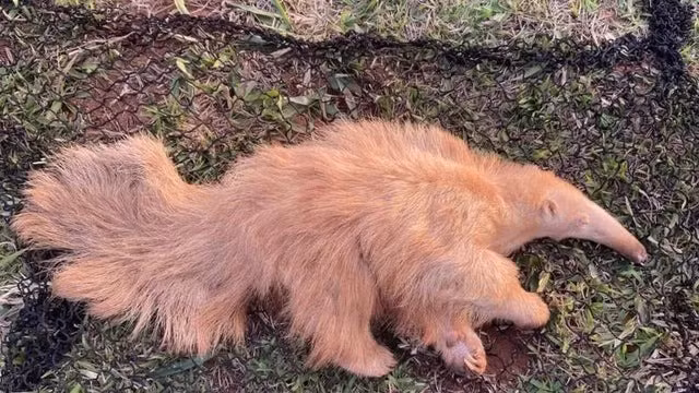 Tiến sĩ Débora Yogui, bác sĩ thú y của nhóm AHP, cho biết: “Khi chúng tôi đến đó, nó đã chết. Bằng cách so sánh DNA thu được từ con vật bạch tạng đầu tiên với DNA của Alvin, nhóm nghiên cứu sẽ có thể biết liệu các con vật có họ hàng với nhau hay không". Nhóm cũng lo ngại rằng, ngay cả khi Alvin sống sót sau cuộc săn mồi trong tương lai, nó có thể bị ảnh hưởng do tiếp xúc quá nhiều với ánh sáng mặt trời.