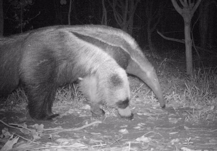 Các nhà nghiên cứu của AHP sẽ tiếp tục theo dõi và giám sát sự tiến bộ của Alvin khi nó lớn lên. Nhưng họ cũng cảnh báo rằng họ sẽ không can thiệp để cứu Alvin nếu anh ta bị ốm hoặc bị kẻ săn mồi tấn công vì điêuù này sẽ ảnh hưởng đến các quá trình sinh thái tự nhiên.