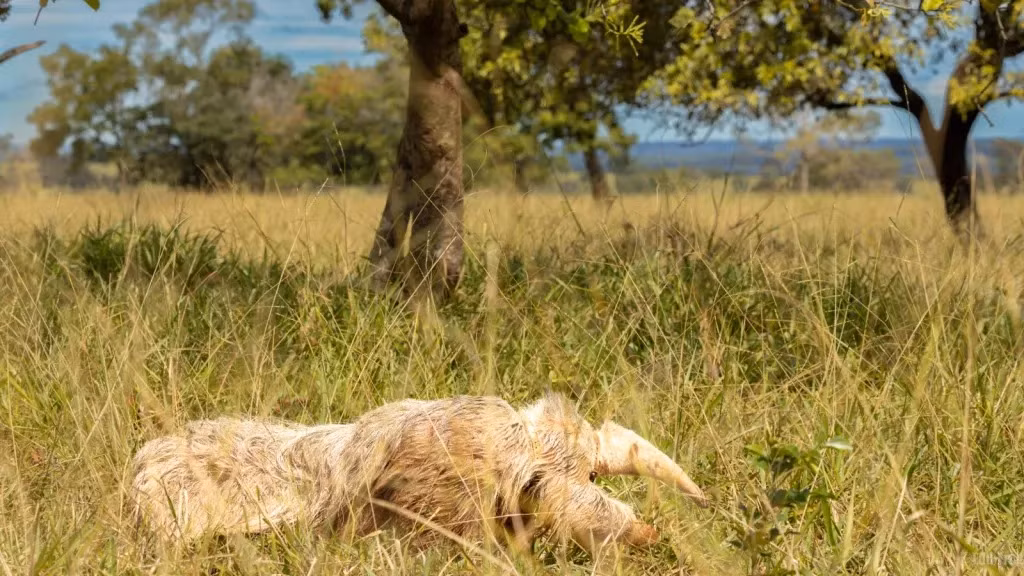 Mắt và da của chúng rất nhạy cảm với ánh sáng, điều này có thể gây suy giảm thị lực và khiến chúng dễ bị cháy nắng hơn. Bệnh bạch tạng là một bệnh do gen lặn tạo ra, có nghĩa là cả bố và mẹ đều phải mang gen lặn.