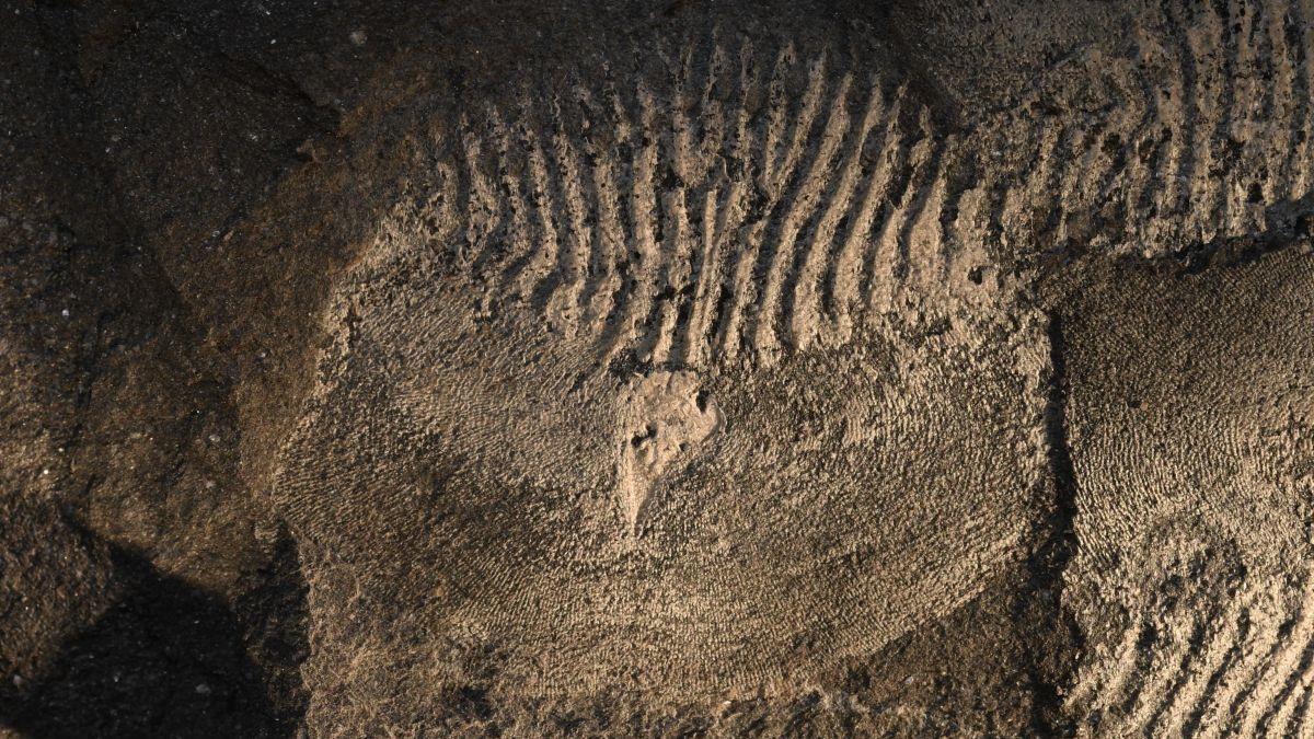 Phân tích cho thấy những con thủy quái này ưa thích săn những sinh vật bốn chân gọi là tetrapods, chính là nhóm động vật tổ tiên dẫn đến dòng dõi loài người. "Tristichopterids cuối kỷ Devon đã tiến hóa thành những con quái vật. Chúng đã ăn thịt tổ tiên chúng ta" - Giáo sư Ahlberg nói.