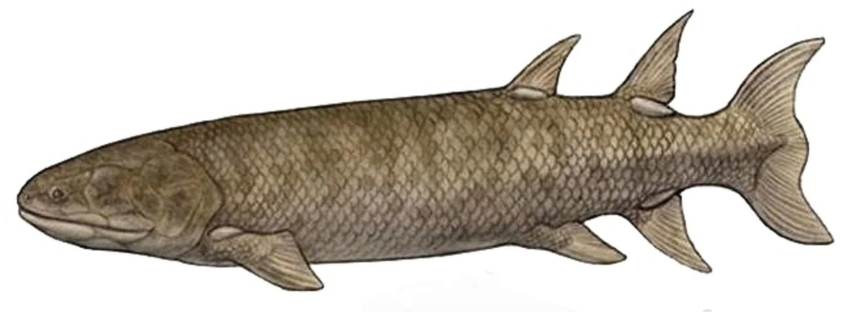 Đồng tác giả nghiên cứu Per Ahlberg, giáo sư tại Khoa Sinh học Sinh vật tại Đại học Uppsala (Thụy Điển), cho biết: "Đó là một loài cá săn mồi khổng lồ, có chiều dài đạt tới hơn 2m và trông hơi giống cá sấu hiện đại nhưng có khuôn mặt ngắn hơn. Miệng chúng chứa những hàng răng nhỏ, nhưng cũng có những cặp răng nanh lớn có thể đạt tới 5 cm."