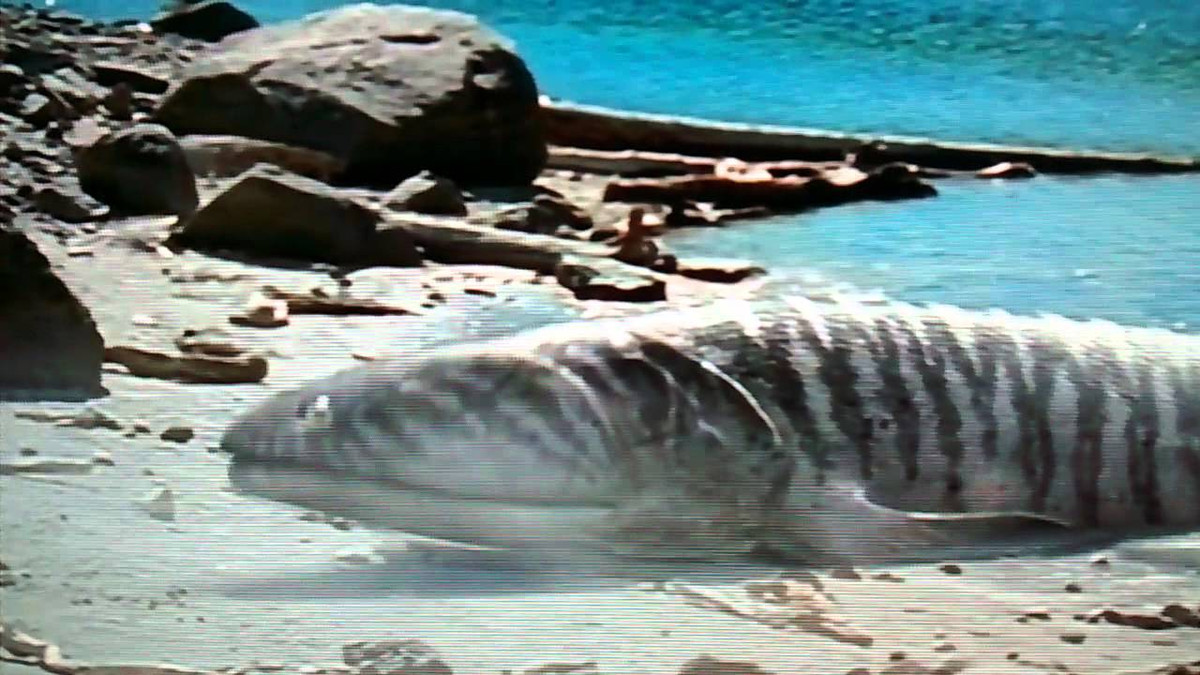 Hầu hết các hóa thạch tristichopterid được tìm thấy cho đến nay đều được khai quật ở Úc, làm sai lệch nhận thức của chúng ta về sự phân bố của loài động vật này. Các khu vực khác thuộc Gondwana, như Châu Phi và Nam Mỹ, ít được nghiên cứu kỹ hơn.