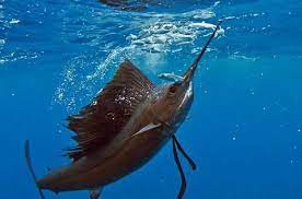 Theo một nghiên cứu năm 2016 được công bố trên Tạp chí Sinh học Thực nghiệm, cá kiếm cũng tiết ra dầu từ những lỗ li ti trên đầu để tạo ra một lớp dầu bôi trơn có thể làm giảm lực cản và tăng hiệu quả bơi lội của chúng.