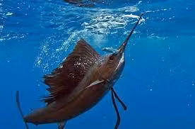 Theo một nghiên cứu năm 2016 được công bố trên Tạp chí Sinh học Thực nghiệm, cá kiếm cũng tiết ra dầu từ những lỗ li ti trên đầu để tạo ra một lớp dầu bôi trơn có thể làm giảm lực cản và tăng hiệu quả bơi lội của chúng.