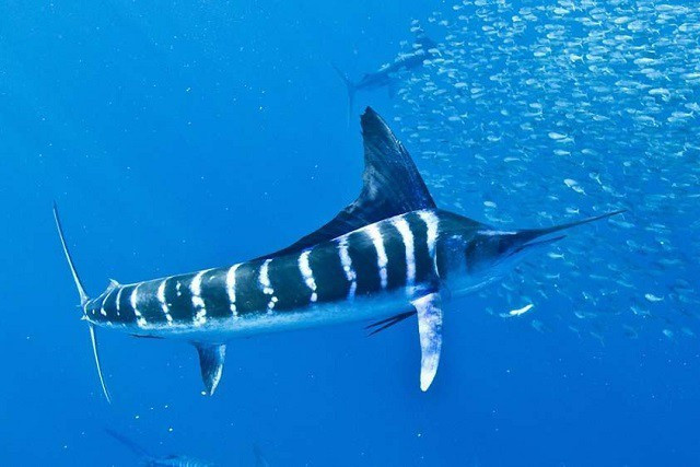 Cá sử dụng phần đầu như cây kiếm và cơ thể lớn, thuôn dài để giảm lực cản và lướt đi trong nước.