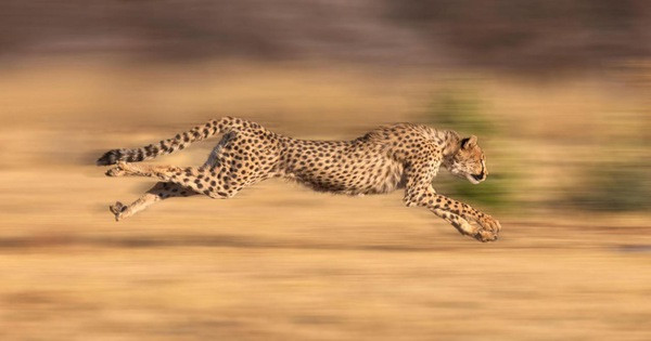 3. Báo Gepa (112 km/h). Nếu có một Thế vận hội động vật, báo gêpa (Acinonyx jubatus) sẽ thống trị các cuộc đua chạy nước rút. Chúng là động vật trên cạn nhanh nhất và có khả năng chạy với tốc độ tối đa từ 96 đến 112 km/h.