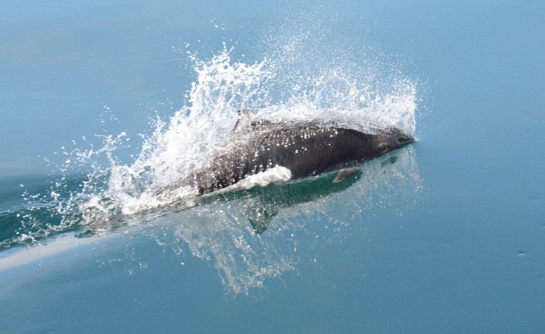 Cá heo Dall sống ở vùng nước lạnh giá của Bắc Thái Bình Dương. Cá voi sát thủ (Orcinus orca), dù thường được gọi là cá voi, nhưng thật chất lại là thành viên lớn nhất thuộc họ cá heo, cũng có thể đạt tốc độ 54 km/h khi cưỡi sóng trước mũi thuyền.