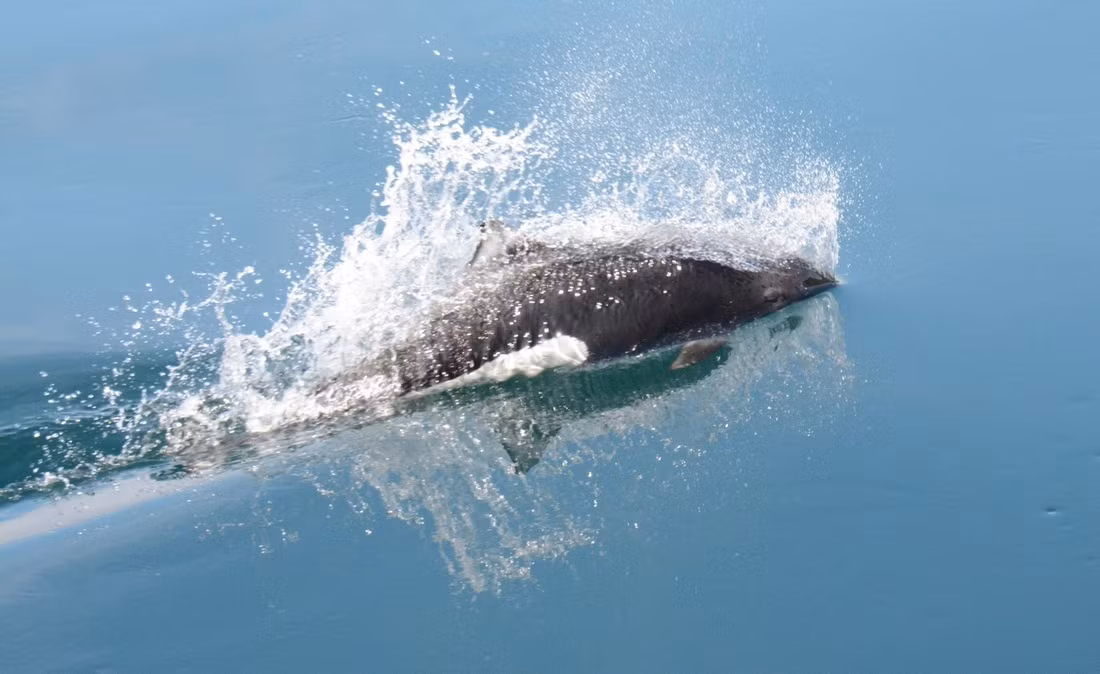 Cá heo Dall sống ở vùng nước lạnh giá của Bắc Thái Bình Dương. Cá voi sát thủ (Orcinus orca), dù thường được gọi là cá voi, nhưng thật chất lại là thành viên lớn nhất thuộc họ cá heo, cũng có thể đạt tốc độ 54 km/h khi cưỡi sóng trước mũi thuyền.