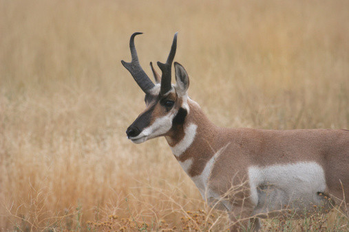 2. Linh dương sừng nhánh (97 km/h). Linh dương sừng nhánh (Antilocapra americana) là loài động vật có vú nhỏ, có móng ở Bắc Mỹ, có thể đạt tốc độ tối đa lên tới 97 km/h. Điều này giúp nó trở thành loài động vật nhanh thứ hai trên cạn.