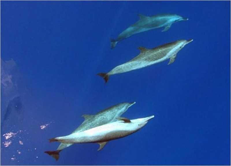 Sóng mũi thuyền được tạo ra ở phía trước của một chiếc thuyền và đẩy những con vật đang cưỡi sóng về phía trước, điều này có thể giúp chúng bơi nhanh hơn bình thường, theo Domenici.