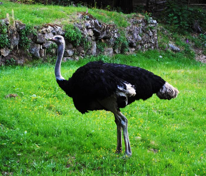 Đà điểu sống ở vùng đồng bằng và rừng cây bán khô cằn ở châu Phi, bao gồm các quốc gia như Mauritania và Senegal ở phía tây châu Phi; Somalia và Tanzania ở miền đông châu Phi; và Zimbabwe và Nam Phi ở miền nam Châu Phi, theo Tổ chức Động vật Hoang dã Châu Phi.