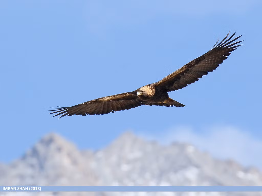 Chúng bay nhanh mặc dù có kích thước cơ thể lớn, tốc độ bay bình thường của là 45 đến 52 km/h, tốc độ tối đa của chúng đạt được là khi lao xuống với vận tốc lên tới 322 km/h.