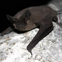 Dơi không đuôi Brazil không chỉ được tìm thấy ở Brazil. Chúng sinh sống trải dài từ Argentina và Chile ở Nam Mỹ, qua Trung Mỹ và cả Hoa Kỳ. Những con dơi nhỏ bé có xu hướng cùng nhau ngủ với số lượng lớn tại một vài địa điểm, điều này khiến chúng dễ bị con người làm phiền và phá hủy môi trường sống.