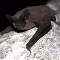 Dơi không đuôi Brazil không chỉ được tìm thấy ở Brazil. Chúng sinh sống trải dài từ Argentina và Chile ở Nam Mỹ, qua Trung Mỹ và cả Hoa Kỳ. Những con dơi nhỏ bé có xu hướng cùng nhau ngủ với số lượng lớn tại một vài địa điểm, điều này khiến chúng dễ bị con người làm phiền và phá hủy môi trường sống.