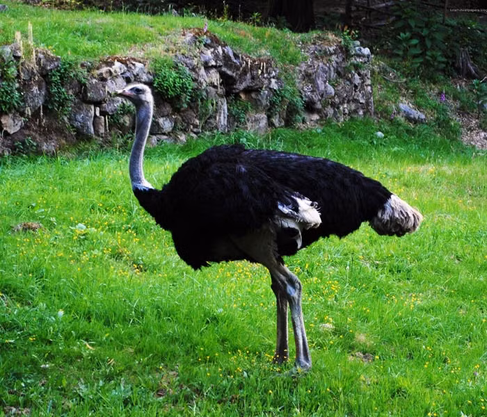 Đà điểu sống ở vùng đồng bằng và rừng cây bán khô cằn ở châu Phi, bao gồm các quốc gia như Mauritania và Senegal ở phía tây châu Phi; Somalia và Tanzania ở miền đông châu Phi; và Zimbabwe và Nam Phi ở miền nam Châu Phi, theo Tổ chức Động vật Hoang dã Châu Phi.