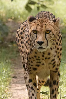 Một chú báo gêpa ở Vườn thú Cincinnati đã được ghi nhận khi chạy nước rút 100 mét trong 5,95 giây. Trong khi đó người chạy nhanh nhất từ trước đến nay, vận động viên Olympic Usain Bolt, giữ kỷ lục thế giới về chạy cùng quãng đường trong 9,58 giây.