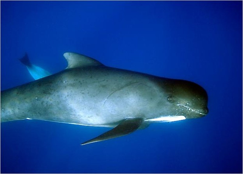 4. Cá heo Dall (54 km/h). Cá heo Dall (Phocoenoides dalli) bơi với tốc độ lên đến 54 km/h, theo Cơ quan Bảo tồn Cá voi và Cá heo (WDC). Hầu hết các loài cá heo đều nhút nhát và tránh tàu thuyền, nhưng những con cá heo Dall lại chủ động tìm để cưỡi sóng ở mũi thuyền.