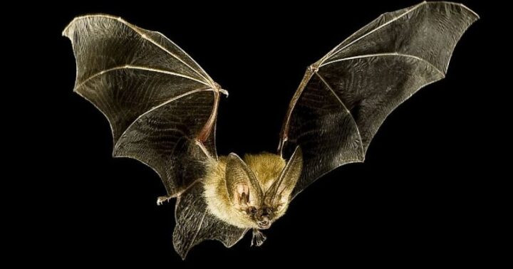 Nghiên cứu đã theo dõi những con dơi cái chỉ nặng khoảng 11 đến 12 gram bằng thiết bị bay khi chúng xuất phát từ một hang dơi ở bang Texas, Mỹ. Điều này giúp loài dơi này nhanh hơn bất kỳ loài chim hoặc dơi nào đã được ghi nhận trước đó, khi nói đến vận tốc bay ngang.