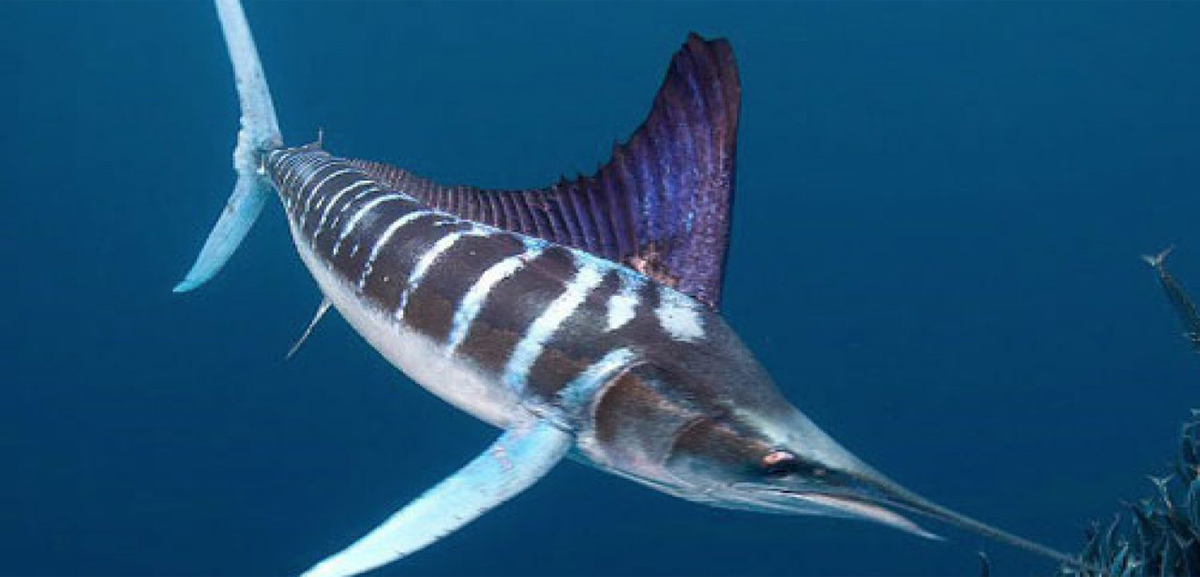 5. Cá kiếm (36-100 km/h). Cá kiếm (Xiphias joyius) cũng là ứng cử viên cho danh hiệu động vật bơi nhanh nhất, với tốc độ tối đa có thể tới 100 km/h.