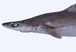 Charlie Huveneers, nhà khoa học cá mập tại Đại học Flinders, cũng cho rằng con vật mà Trapman Bermagui bắt được thuộc nhóm này.