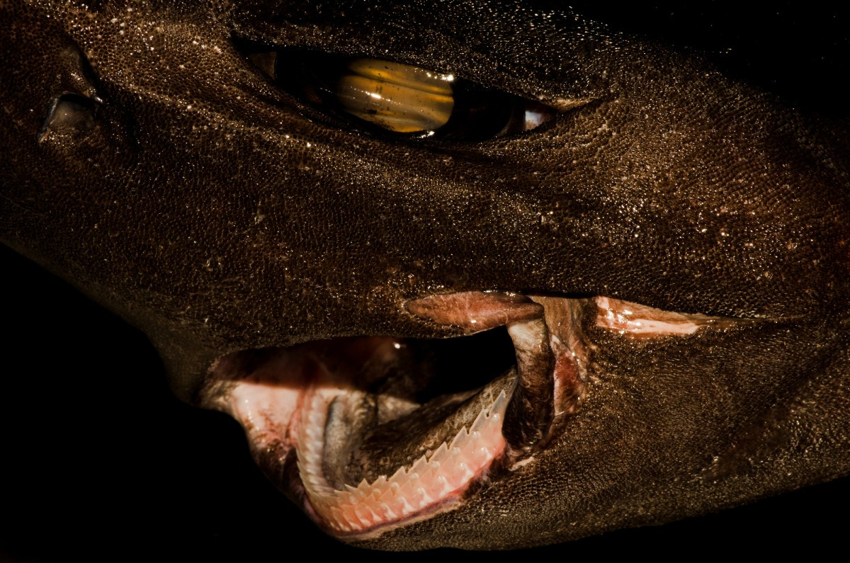 Tuy nhiên, một số chuyên gia lại có ý kiến khác. Dean Grubbs, nhà sinh vật biển và chuyên gia về cá mập tại Đại học Bang Florida cho rằng cá mập mà Trapman Bermagui bắt được là cá mập chó da nhám.