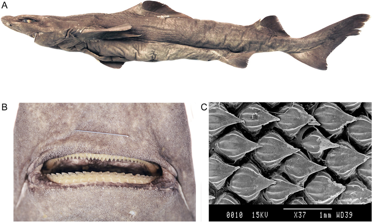 Một số chuyên gia cũng đồng tình với anh. Brit Finucci, nhà khoa học chuyên nghiên cứu cá mập biển sâu tại Viện Nghiên cứu Nước và Khí quyển Quốc gia New Zealand là một trong số đó. Tuy nhiên, bà chưa rõ chính xác con vật là loài nào trong nhóm cá mập gulper.
