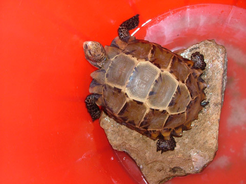 Rùa núi viền trưởng thành nhỏ hơn nhiều so với họ hàng gần của nó là rùa núi nâu (Manouria emys), với kích thước tối đa là 35 cm.