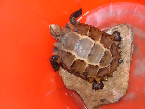 Rùa núi viền trưởng thành nhỏ hơn nhiều so với họ hàng gần của nó là rùa núi nâu (Manouria emys), với kích thước tối đa là 35 cm.