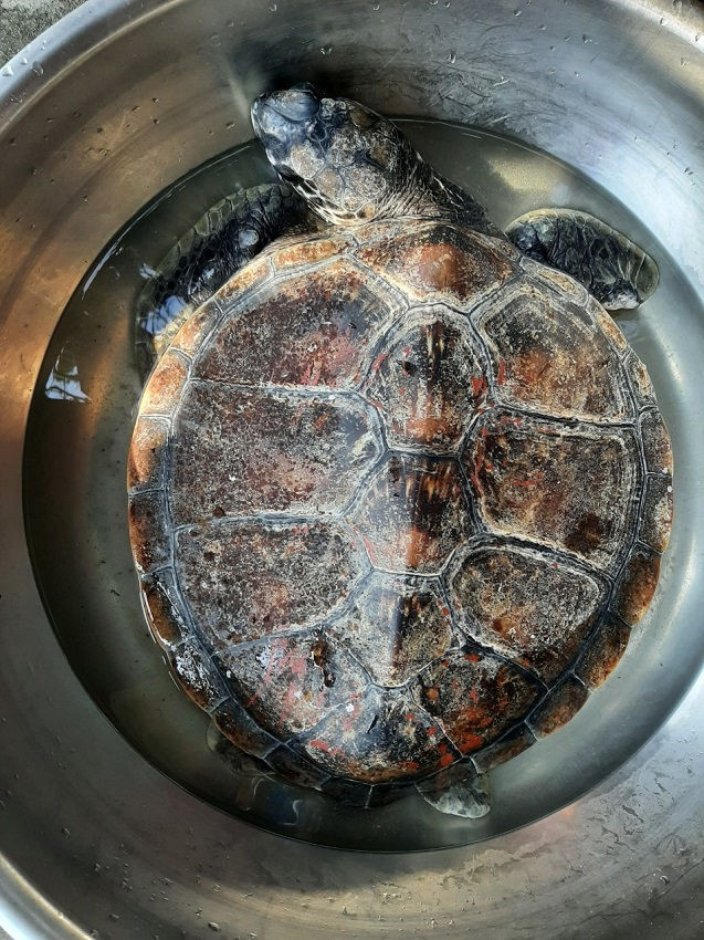 Rùa núi viền (tên khoa học: Manouria impressa) là một loài động vật bản địa sống tại các khu vực rừng miền núi tại Đông Nam Á, như ở Myanma, miền nam Trung Quốc, Thái Lan, Lào, Việt Nam, Campuchia và Malaysia.