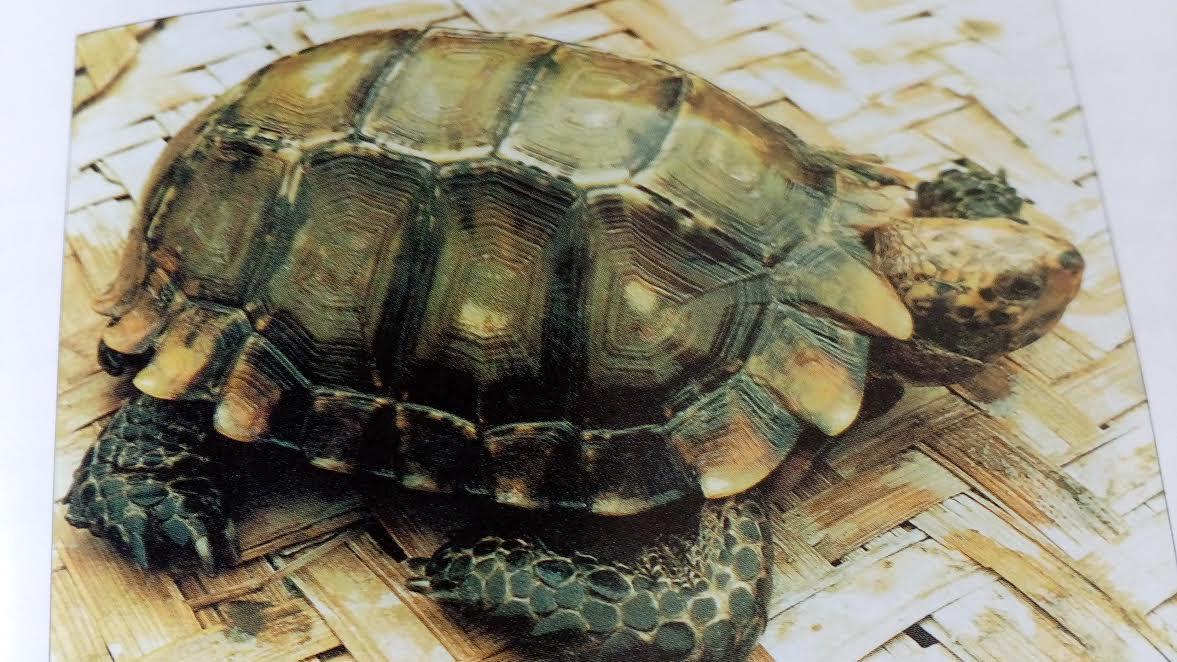 Loài rùa này là một trong số các loài rùa cạn đẹp nhất, với mai và da màu nâu vàng.