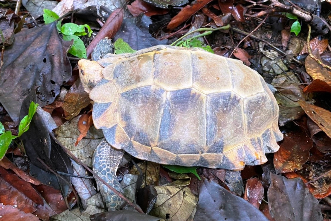 Rùa núi viền thường sinh sống trên cạn ở các khe rãnh, thung lũng.