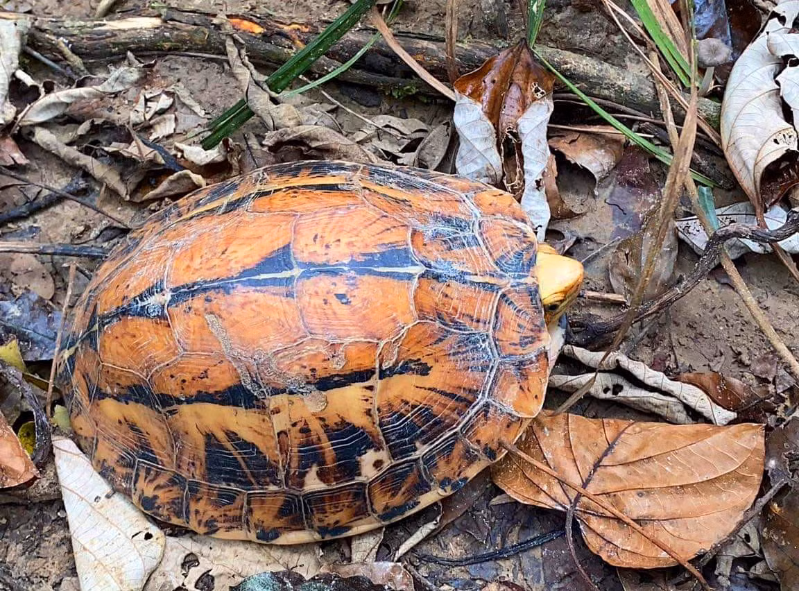 Rùa núi viền được liệt kê trong Sách đỏ động vật Việt Nam, thuộc nhóm động vật rừng nguy cấp, quý hiếm cần được bảo vệ.