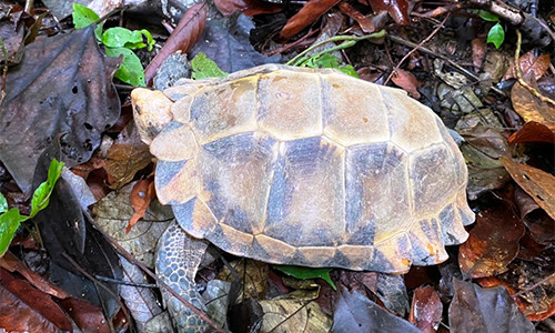 Hạt Kiểm lâm huyện Tuyên Hóa đã hoàn tất các thủ tục tiếp nhận từ người dân và tiến hành bàn giao lại cho Trung tâm Cứu hộ - Bảo tồn và Phát triển sinh vật, Ban Quản lý Vườn Quốc gia Phong Nha - Kẻ Bàng theo quy định.