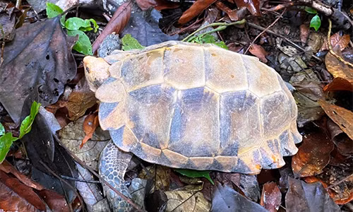 Hạt Kiểm lâm huyện Tuyên Hóa đã hoàn tất các thủ tục tiếp nhận từ người dân và tiến hành bàn giao lại cho Trung tâm Cứu hộ - Bảo tồn và Phát triển sinh vật, Ban Quản lý Vườn Quốc gia Phong Nha - Kẻ Bàng theo quy định.