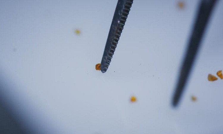 "Trong khối hổ phách đó, chúng tôi phát hiện một số viên hình cầu giống như bị đóng băng tại chỗ. Giống như côn trùng được bảo quản hoàn hảo, khi những viên cầu này rơi vào khối hổ phách, nước không thể lọt vào. Chúng cũng không bao giờ biến thành đất sét và được lưu giữ nguyên vẹn", DePalma nói.