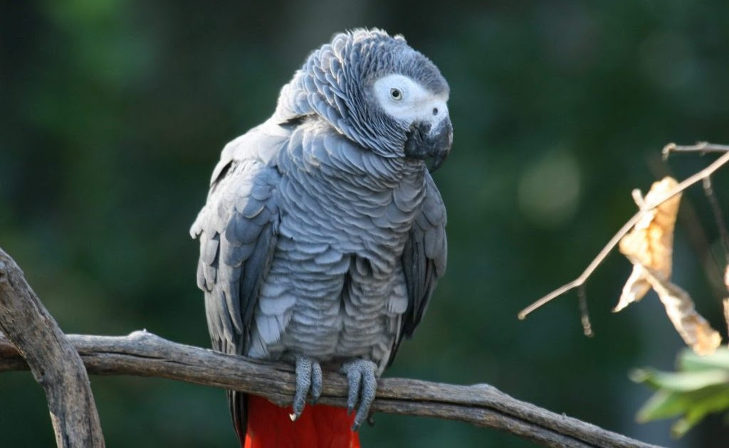 14. Chú vẹt màu xám Alex chết vào năm 2007 khi đã 31 tuổi được coi là chú chim thông minh nhất từ trước tới nay. Alex có thể nhận biết được 50 vật thể, bảy màu sắc, hình dạng, và xác định được khoảng 6 số lượng.