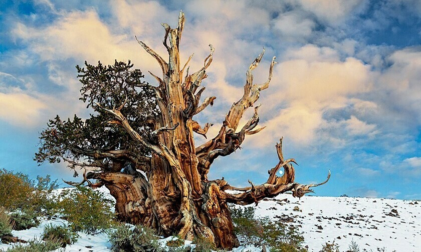 2. Methuselah (ít nhất 4.600 tuổi). Methuselah được phát hiện bởi nhà nghiên cứu cây nổi tiếng Edmund Schulman, một nhà khoa học tại Phòng thí nghiệm Nghiên cứu Vòng cây tại Đại học Arizona. Ông đã tìm ra tuổi của Methuselah sau khi lấy lõi từ nhiều quả cầu gai trong khu vực và đếm số vòng.