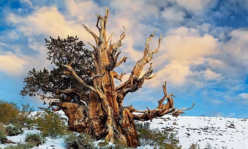 2. Methuselah (ít nhất 4.600 tuổi). Methuselah được phát hiện bởi nhà nghiên cứu cây nổi tiếng Edmund Schulman, một nhà khoa học tại Phòng thí nghiệm Nghiên cứu Vòng cây tại Đại học Arizona. Ông đã tìm ra tuổi của Methuselah sau khi lấy lõi từ nhiều quả cầu gai trong khu vực và đếm số vòng.