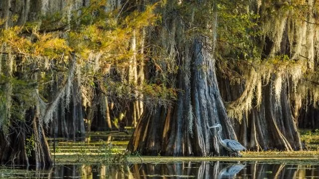 4. Cây bách hói BLK 227 (ít nhất 2.624 tuổi). Vào năm 2019, các nhà nghiên cứu đã công bố phát hiện ra cây một bách hói 2.624 tuổi. Cây không tên này là cây sống lâu đời nhất được biết đến ở miền đông Bắc Mỹ. Nó nằm ở đâu đó dọc theo Sông Đen của Bắc Carolina, một nhánh của Sông Cape Fear. Cũng như nhiều cây cổ thụ khác, vị trí chính xác của nó vẫn chưa được tiết lộ.